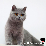 小Q.Cattery-CAA英国短毛猫 蓝猫 英短MM【妮妮】●家●