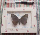 成品 蝴蝶标本 手工装裱 装饰画  壁画 含相框