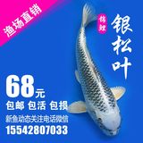 纯种日本银松叶 活体锦鲤鱼苗 观赏鱼 冷水鱼  锦鲤鱼 满68元包邮