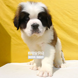 广州雪地救援犬圣伯纳狗狗 纯种圣伯纳幼犬巨型003