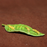 safari  仿真场景模型玩具 吃叶子的虫子 爬行动物昆虫