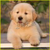 纯种金毛幼犬狗狗出售 宠物赛级金毛公母均有可视频挑选15