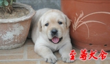 拉布拉多犬纯种幼犬赛级拉布拉多犬拉布拉多狗狗幼犬宝宝出售