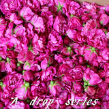 新鲜平阴玫瑰花朵花蕾食用鲜花 做玫瑰纯露玫瑰酱玫瑰酵素玫瑰膏