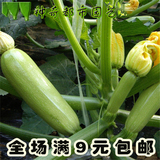 蔬菜种子春季种 超级早青小南瓜西葫芦种子 四季播蔬菜种子秋季种