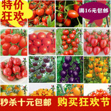 包邮 低价 红珍珠番茄 小西红柿阳台种菜盆栽 蔬菜水果花卉植物