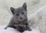 纯种俄罗斯蓝猫 DD 幼猫 支持支付宝