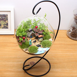 桌面植物创意迷你盆栽苔藓微景观生态吊瓶永生花摆件玻璃花瓶