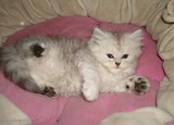 只卖家养，网店+实体店可爱又漂亮的金吉拉小猫 找新家*叁