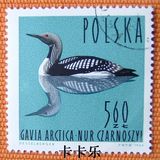 外国邮票 波兰邮票1964年水禽―黑喉潜鸟 1枚 RD08237