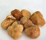 西藏林芝野生 纯天然无污染　猴头菇干货 养胃食品 猴头菌蘑菇