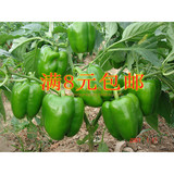 杂交一代高级西元甜椒种子 灯笼椒种子 菜籽蔬菜种子辣椒农业种植