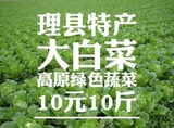 高原蔬菜四川阿坝州理县特产——大白菜