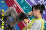 杭州九堡专业宠物造型服务 狗狗美容 小型犬单次造型（含洗澡）