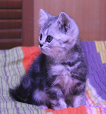 美短猫 美国短毛猫幼年母猫MM 标准银虎斑花纹 已去新家幸福中