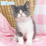 【已到顺德新家】蓝白英短猫八字脸英短蓝白蓝猫宠物猫咪活体公