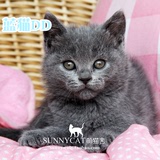 【已到广州新家】英短蓝猫纯种 宠物幼猫活体英国短毛猫蓝猫公