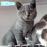 【已到广州新家】宠物活体猫咪英短猫 蓝猫英短英国短毛猫蓝猫公