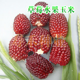 寿禾 菠萝水果玉米种子 草莓水果玉米 可生食观赏迷你玉米种子