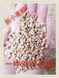 新小麦粒 3日促销，鸽子家禽饲料麦苗面粉 98斤/江浙沪皖包邮