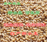 16年河北新小麦粒 农家小麦草种子小麦苗榨汁面粉做饲料500克