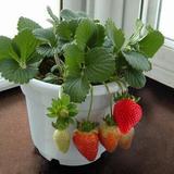 草莓简单秋季夏季春季国产种子四季盆栽花卉蔬果30粒装蔬菜水果