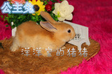 兔子活体小白兔黑兔黄兔灰兔宠物兔黄白兔黑白兔家兔包活包健康
