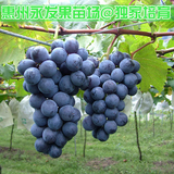 惠州永发独家引进 夏黑葡萄果树苗 南方种植 葡萄树苗 夏黑葡萄