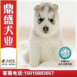 哈士奇犬狗狗赛级活体宠物雪橇犬纯种幼犬出售家养蓝眼黑红灰棕色