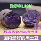 黑土豆种子黑金刚红玉荷兰土豆种子 紫色马铃薯种薯精选一级原种