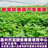 紫薯苗/紫地瓜苗/菜用薯苗紫山芋种子种苗/红薯苗白薯苗现货销售