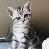 CFA猫舍 纯种美短银虎斑 高对比度银虎斑美国短毛猫蝴蝶花牛眼纹