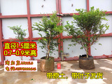 包邮树葡萄树苗正宗台湾嘉宝果树苗近4年苗1米和4年苗 实物照