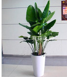 天堂鸟大型绿植 室内盆栽植物花卉 上海同城办公室盆栽 只送上海