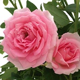 溪园月季玫瑰花苗盆栽 不眠芳香 大花微月 微型月季 耐开强香带花