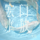日本锦鲤 厚白白金龙凤  最佳风水鱼10-15厘米左右 金鱼活体 宠物