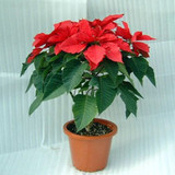 圣诞红 居家桌面盆栽精品 圣诞花 圣诞一品红 花卉绿植盆栽吸甲醛