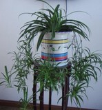 室内净化空气盆栽 装修去甲醛植物 青叶吊兰苗 吊篮 绿植植物花卉