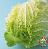 精品大白菜3-4斤1颗 新鲜蔬菜 今日特价秒杀菜市场沃庄园生鲜超市