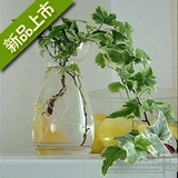 室内花卉 水培吊兰植物 金边常春藤 吸甲醛 净化空气