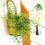 千叶吊兰盆栽室内花卉客厅办公室绿植净化空气观赏有氧绿色植物