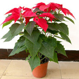 花卉绿植盆栽客厅室内花中之最 一品红又名万年红红红火火吸甲醛