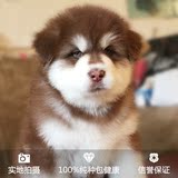 优优犬舍 精品大骨量阿拉斯加宝宝幼犬 保证血统保健康 同城看狗