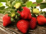 现摘顺丰包邮新鲜草莓 奶油草莓 红颜冬季草莓