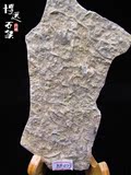 天然三叶虫化石 燕子石化石古生物化石 原石 标本 教学科普摆件