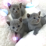 俄罗斯蓝猫宝宝 幼猫 蓝猫 纯种 猫咪 4月中生 预订中  定金