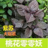 H13紫苏 香草种子高产大包装 阳台种菜盆栽蔬菜瓜水果花卉春季播