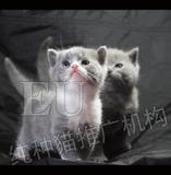 【EU纯种猫推广机构】英短 蓝猫 英国短毛蓝白双色 MM 宠物猫