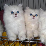 两只包邮 金吉拉 长毛猫 宠物猫 可爱 幼猫 支付宝 四钻