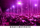 LED植物生长灯/大棚/温室/花卉/蔬菜/育苗/专用/LED植物补光灯